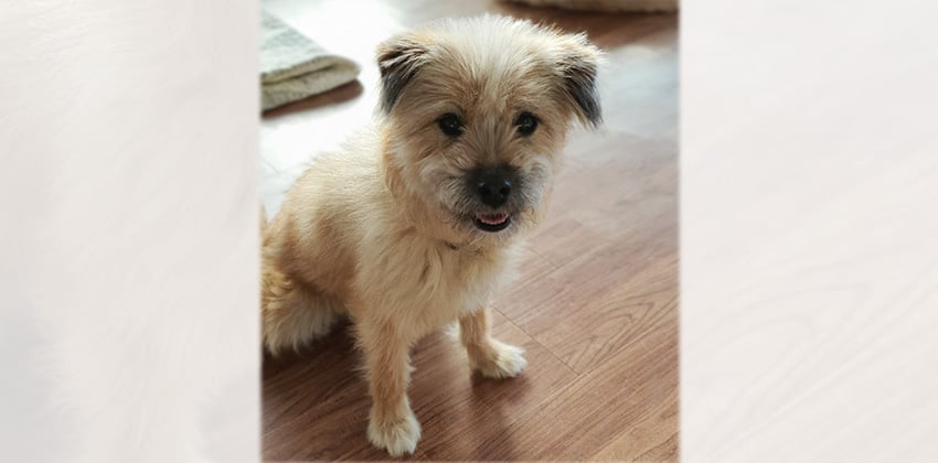 Haengbok is a Small Female Norfolk terrier mix Korean rescue dog