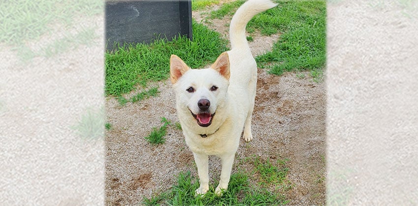 Haengbok is a Medium Female Jindo Korean rescue dog