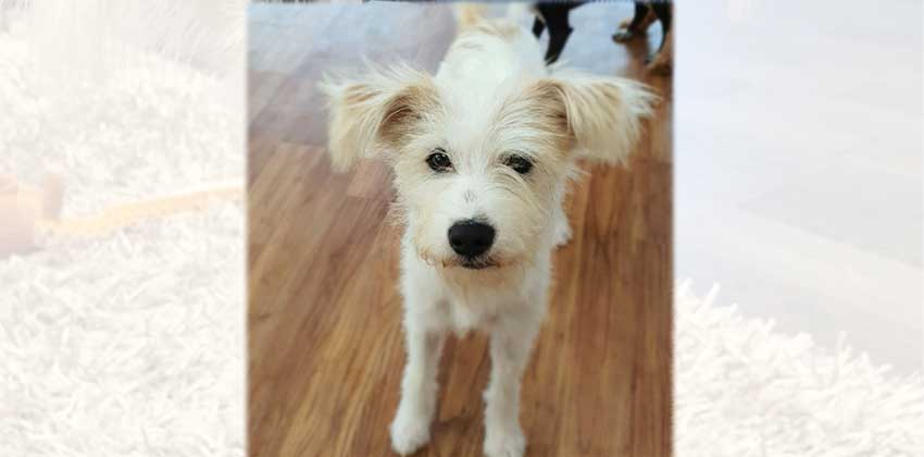 Haeni is a Small Female Terrier mix Korean rescue dog