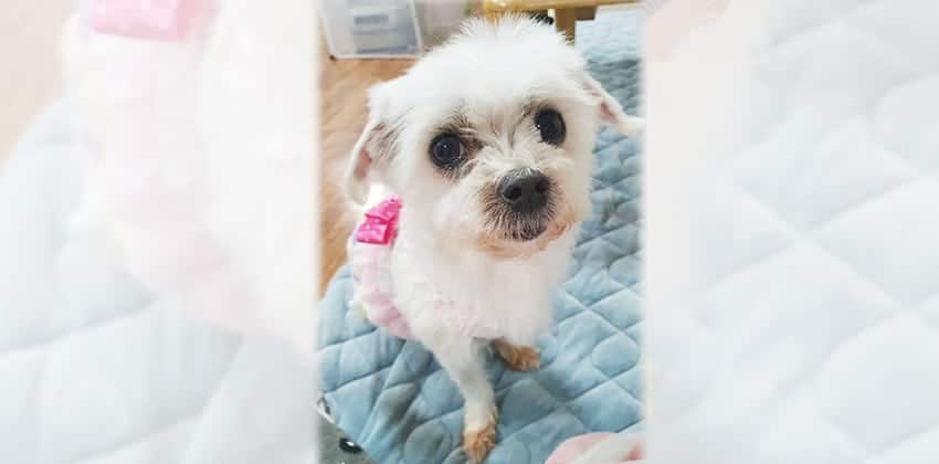 Haenim is a Small Female Maltese Korean rescue dog