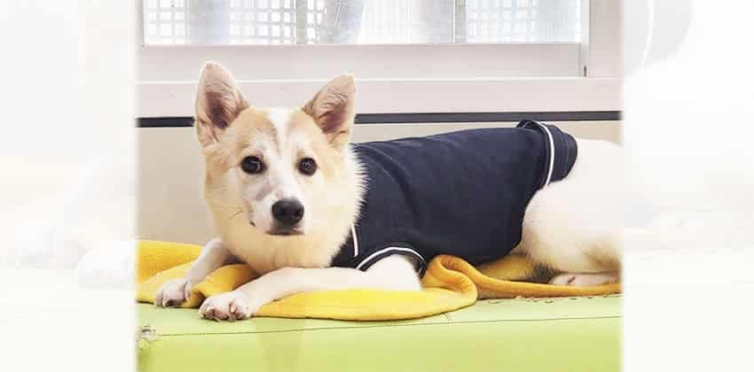 Haenim 2 is a Small Male Spitz mix Korean rescue dog