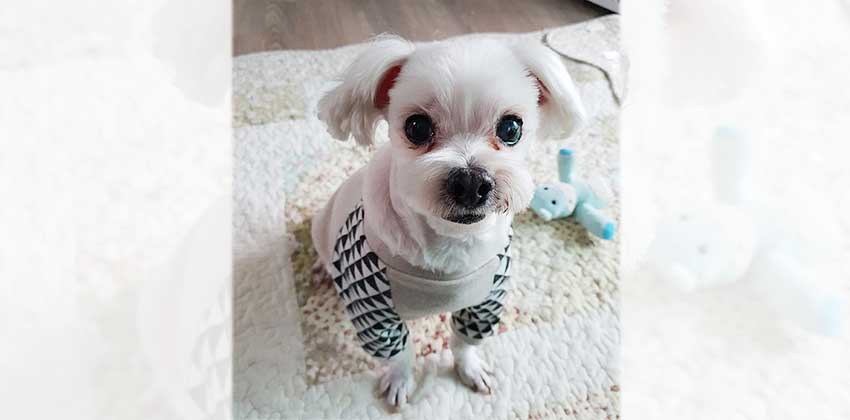 Haesol is a Small Male Maltese Korean rescue dog