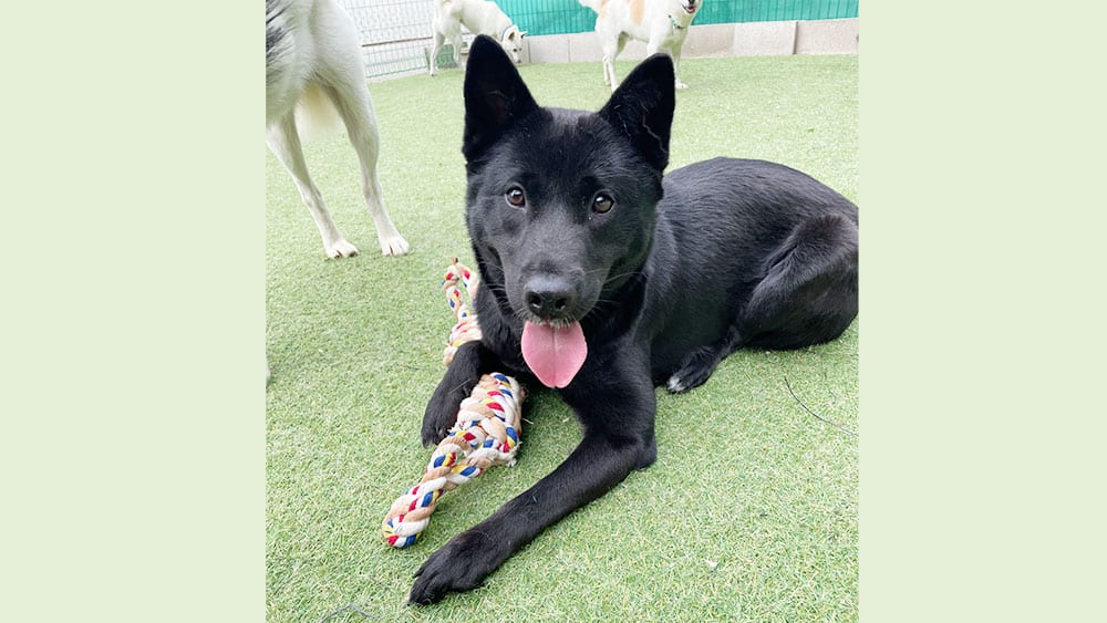 Haesoo is a Medium Female Jindo mix Korean rescue dog