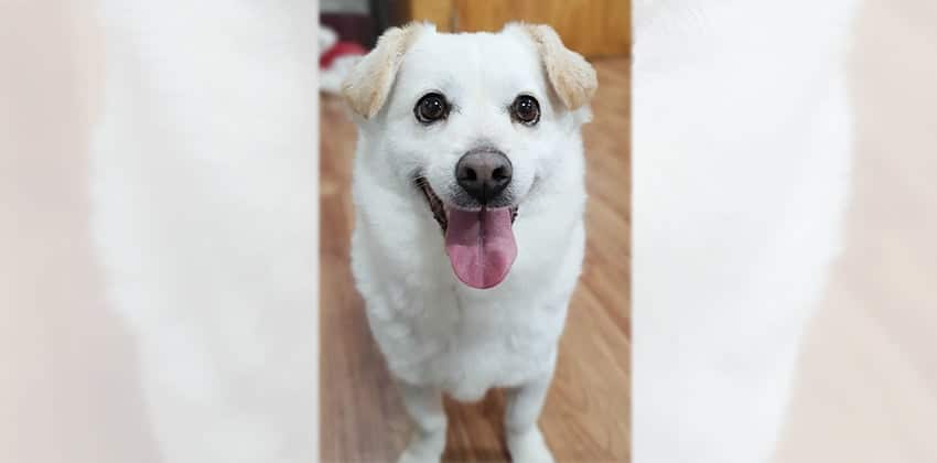 Haewon is a Small Male Welsh corgi mix Korean rescue dog