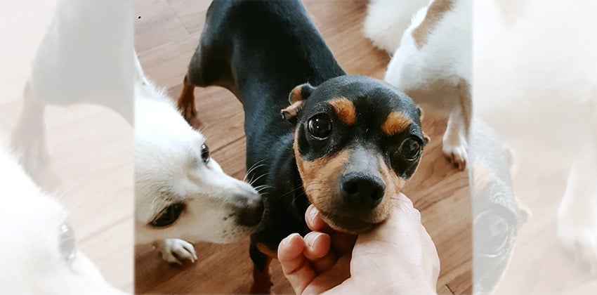 Haha is a Small Female Miniature Pinscher Mix Korean rescue dog