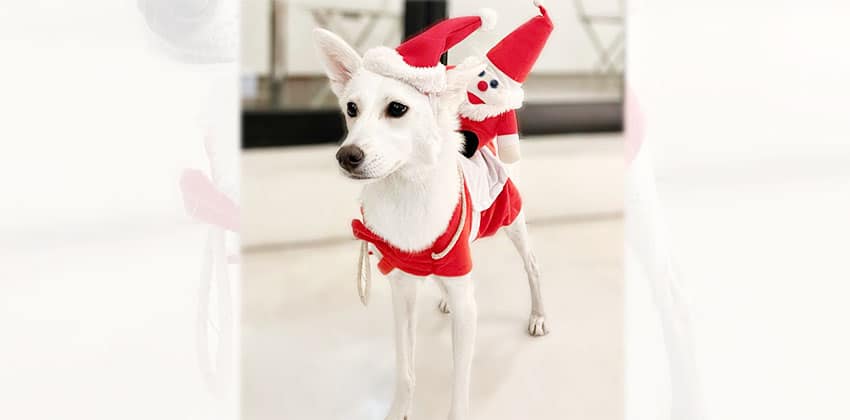 Haku is a Medium Female Jindo mix Korean rescue dog
