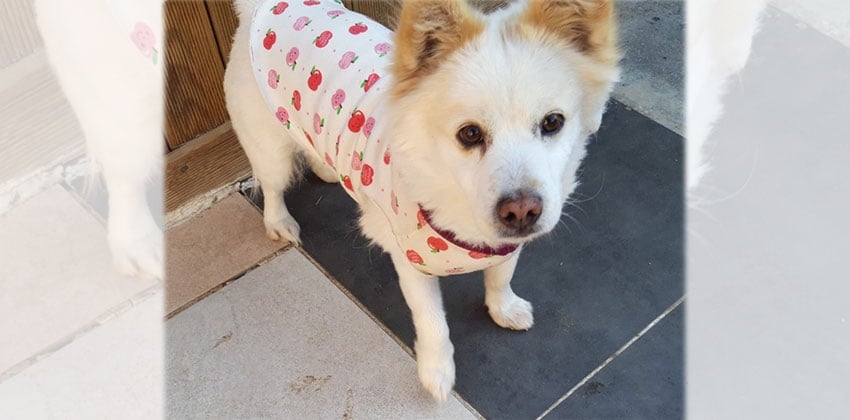 Haleem is a Medium Male Spitz mix Korean rescue dog