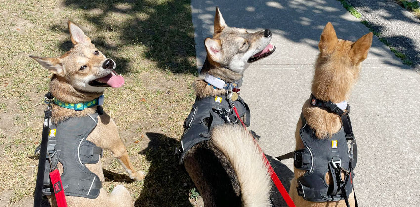 Alli, Hali and Eevee, Korean Jindo rescues.