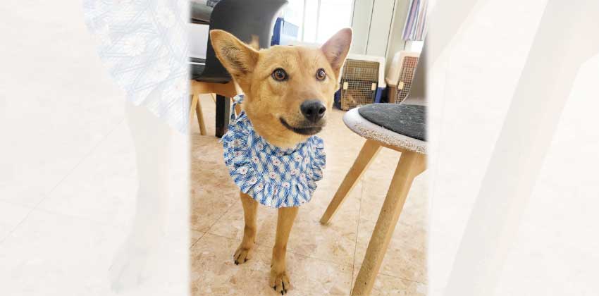 Hami is a Medium Female Jindo mix Korean rescue dog