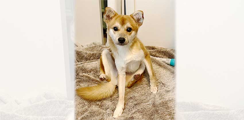 Hami is a Small Male Shiba Inu mix Korean rescue dog