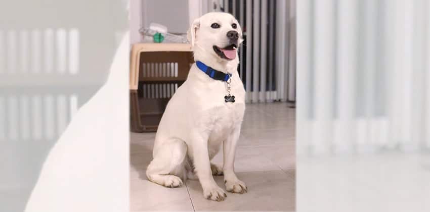 Hammer is a Medium Male Labrador mix Korean rescue dog