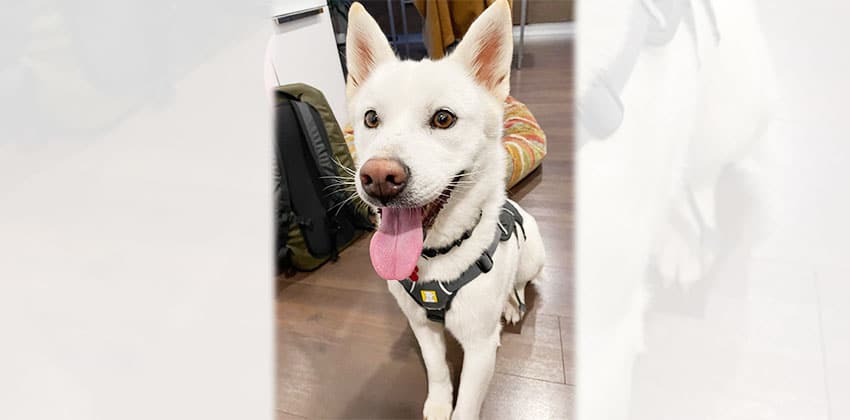 Hana 3 is a Medium Female Jindo Korean rescue dog