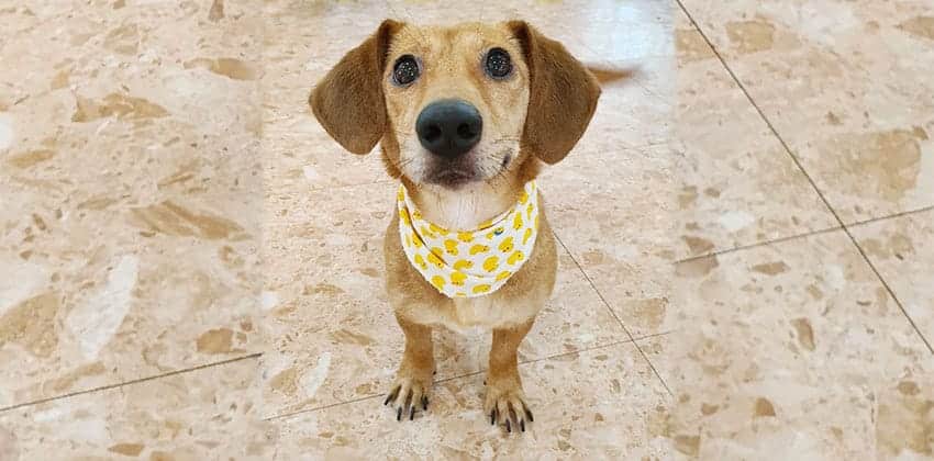 Hangu is a Small Female Dachshund Korean rescue dog