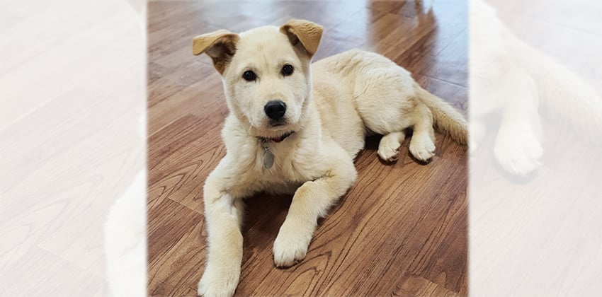 Hank is a Medium Male Retriever mix Korean rescue dog