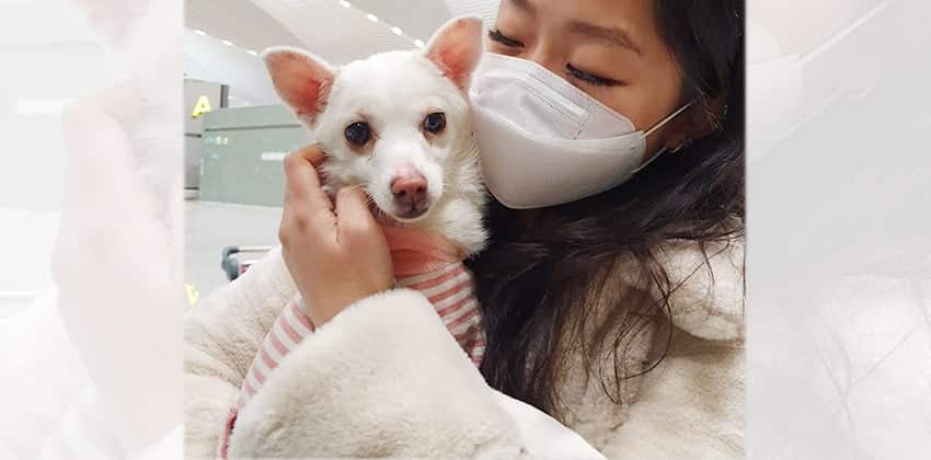 Hanmo is a Small Female Pomeranian mix Korean rescue dog