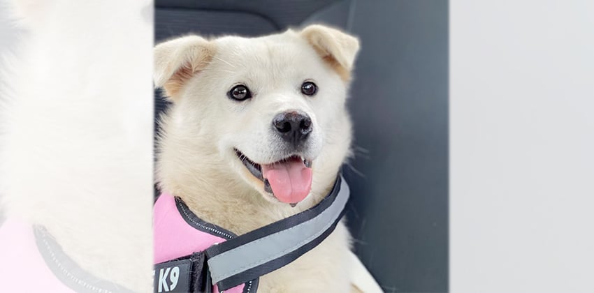 Hanu is a Medium Female Jindo mix Korean rescue dog