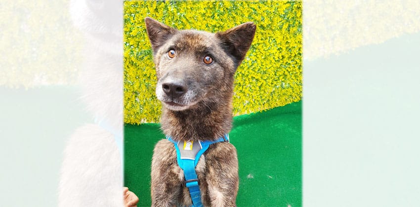 Hardy is a Medium Male Jindo mix Korean rescue dog