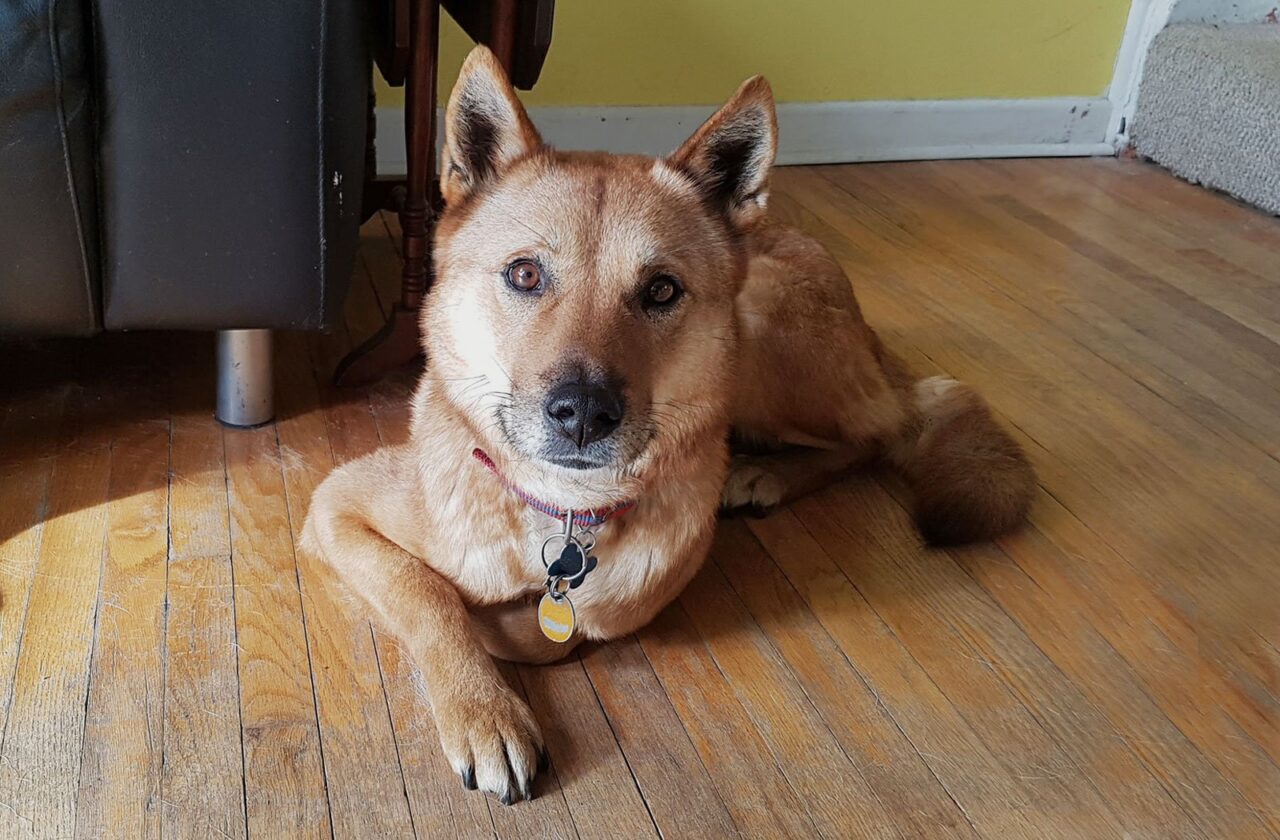 Mary is a Large Female Jindo Korean rescue dog