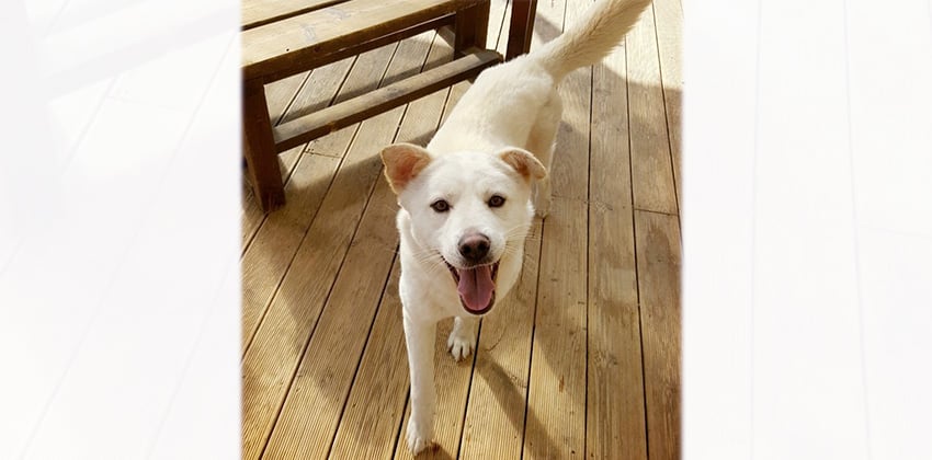 Hart is a Medium Female Jindo Korean rescue dog