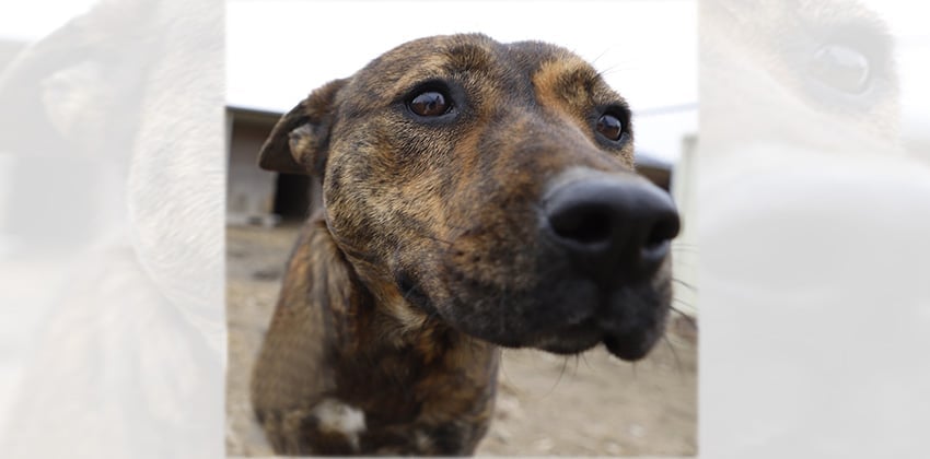 Hawk is a Large Female Jindo mix Korean rescue dog