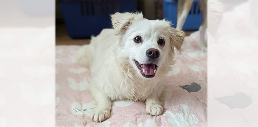 Hayang is a Small Female Maltese mix Korean rescue dog