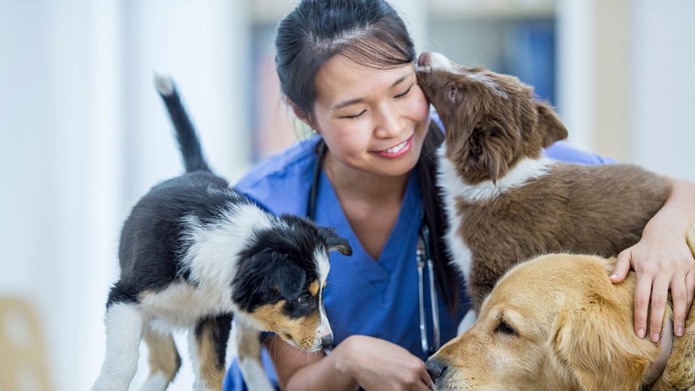 Healthy Habits for a Happy Pup