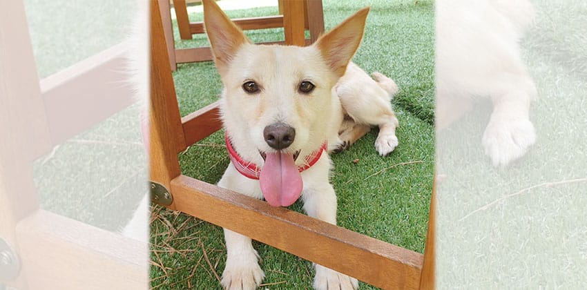 Heart is a Small Male Jindo mix Korean rescue dog