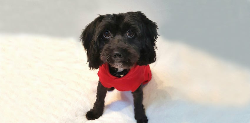 Heart is a Small Female Havanese mix Korean rescue dog