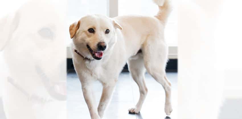 Heemang is a Medium Male Labrador mix Korean rescue dog