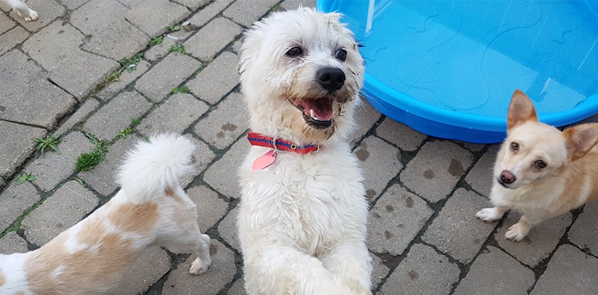 Dalma is a Small Male Schnauzer Korean rescue dog