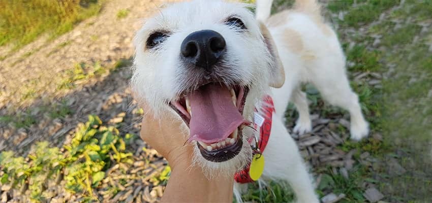 Heendoongyi is a Small Female Mixed Korean rescue dog