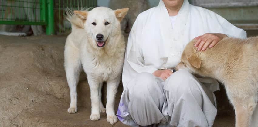 Heensoon is a Medium Female Jindo Korean rescue dog