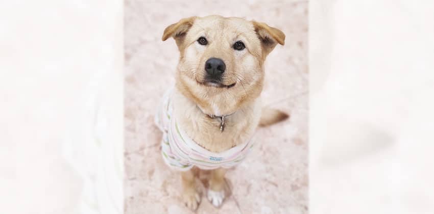 Heesun is a Medium Female Golden retriever mix Korean rescue dog