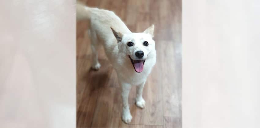 Heeya is a Small Female Spitz mix Korean rescue dog