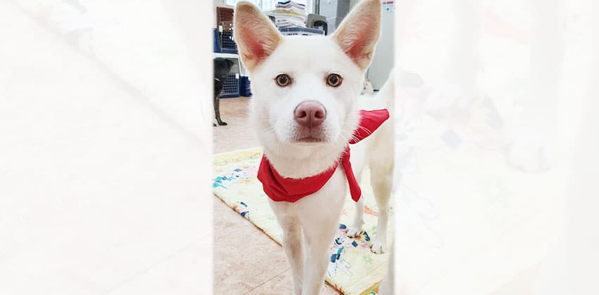 Heeyoung is a Medium Female Jindo mix Korean rescue dog