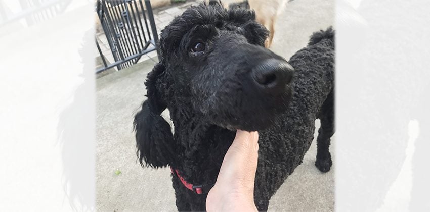 Hensel is a Medium Male Standard Poodle Korean rescue dog