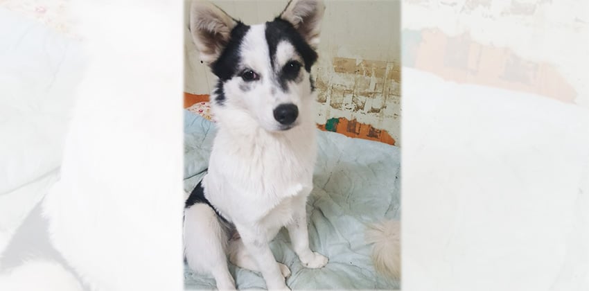 Heosoon is a Small Female Mixed Korean rescue dog