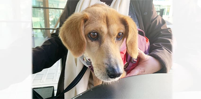 Hi is a Small Female Dachshund mix Korean rescue dog