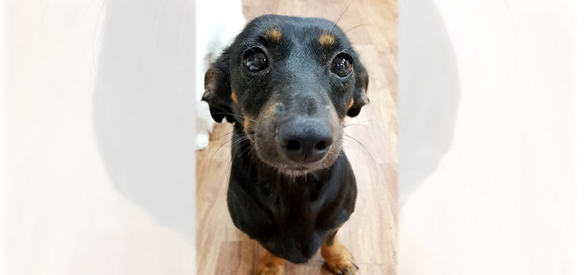 Hi is a Small Male Dachshund mix Korean rescue dog