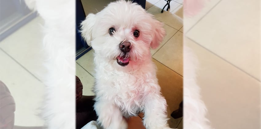 Hodong is a Small Male Maltese mix Korean rescue dog