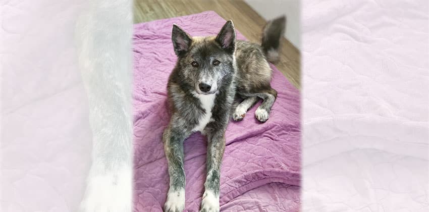 Hodong is a Medium Male Akita mix Korean rescue dog