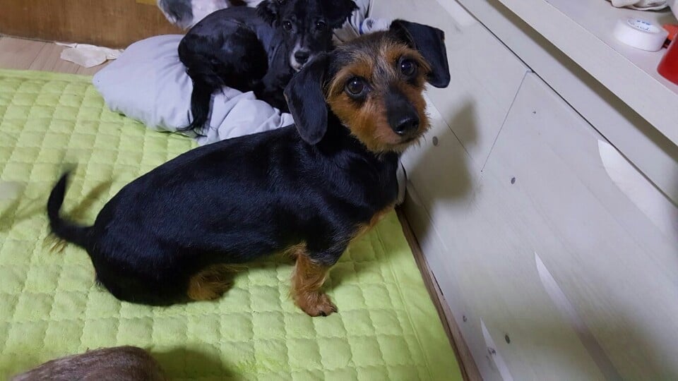 Hoi is a Small Female Dachshund mix Korean rescue dog