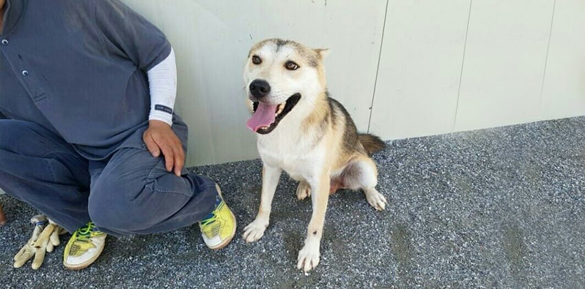 Honey is a Large Male Husky mix Korean rescue dog