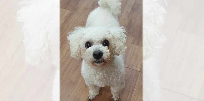 Honam is a Small Male Poodle Korean rescue dog