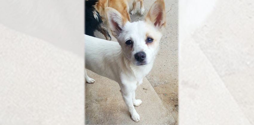 Honey 2 is a Small Female Spitz mix Korean rescue dog