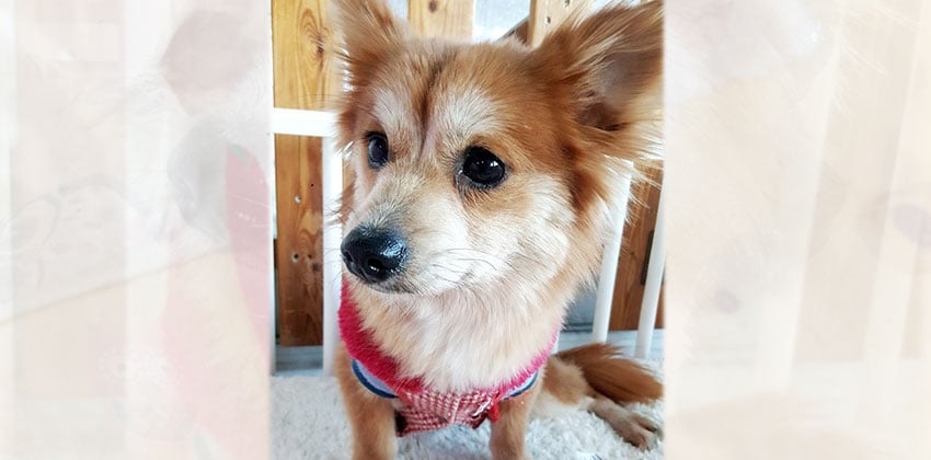 Hong-Dhan is a Small Male Pomeranian mix Korean rescue dog