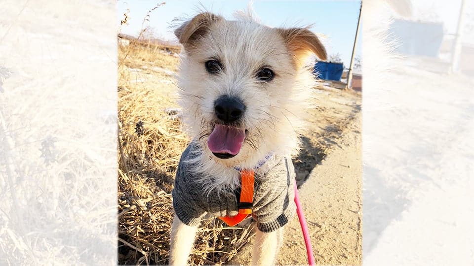 Hong-bin is a Medium Male Terrier mix Korean rescue dog