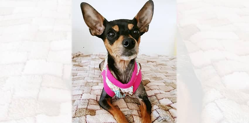 Hongyi is a Small Female Miniature Pinscher Mix Korean rescue dog