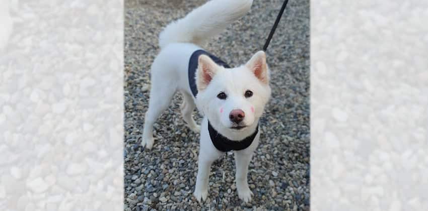 Hongshi is a Medium Female Samoyed mix Korean rescue dog