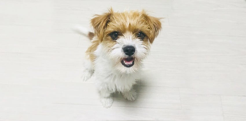 Hongshil is a Small Female Shihtzu Korean rescue dog